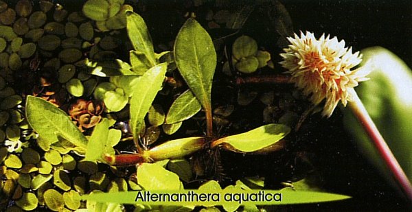 Alternathera Aquatica
